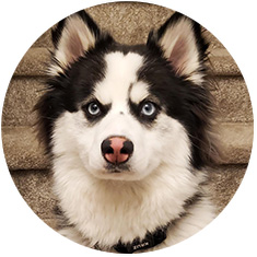 Gunn Law Group Edmonton Mazikeen Canine legal team - Gunn Law