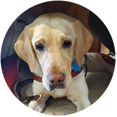 Gunn Law Group Edmonton Yasha Canine legal team - Gunn Law